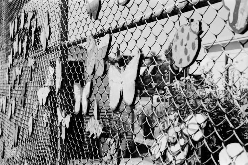 Black and white photo of a chain-link fence decorated with various cutout shapes of butterflies and ladybugs. Some houses and trees are visible in the blurred background.