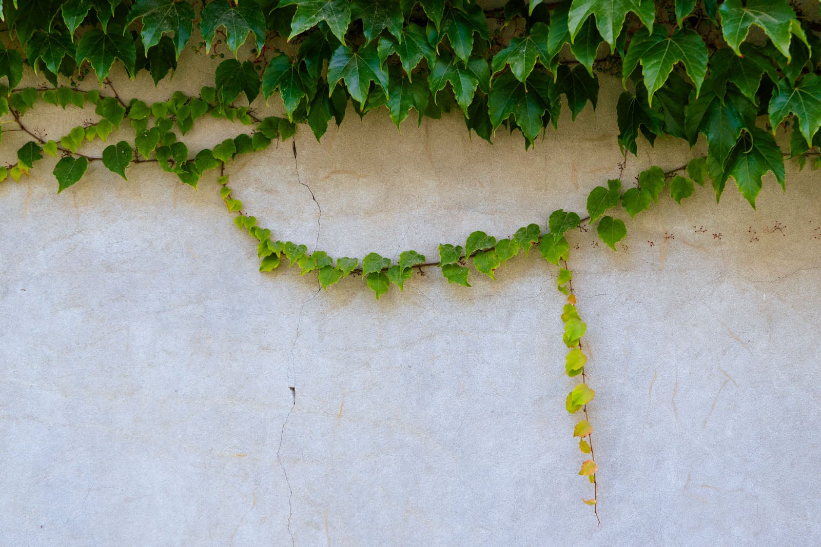 Green ivy leaves climb and hang from the top of a cracked, pale beige wall, with some trailing stems extending downward and a few leaves turning yellow.