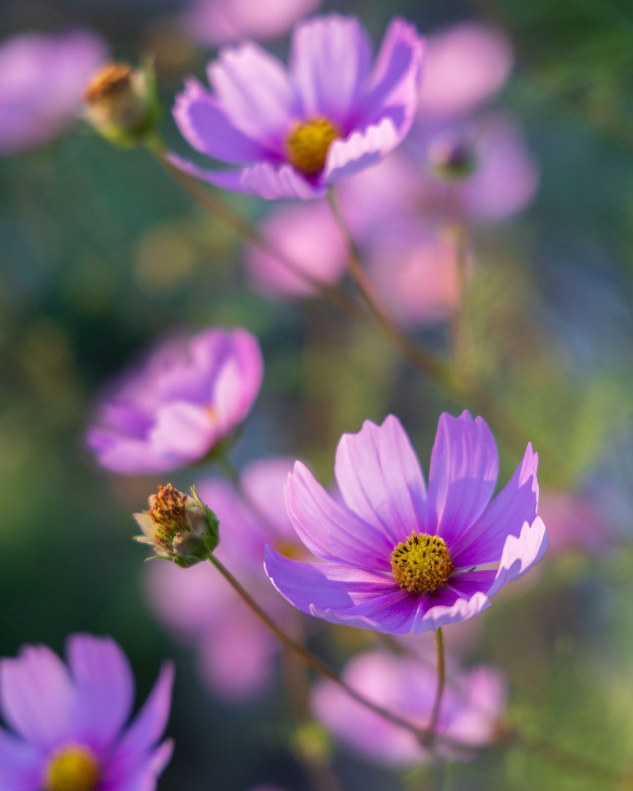 Close-up of several blooming purple cosmos flowers with yellow centers, set against a soft-focus green and purple background. Some buds are visible alongside the open flowers.