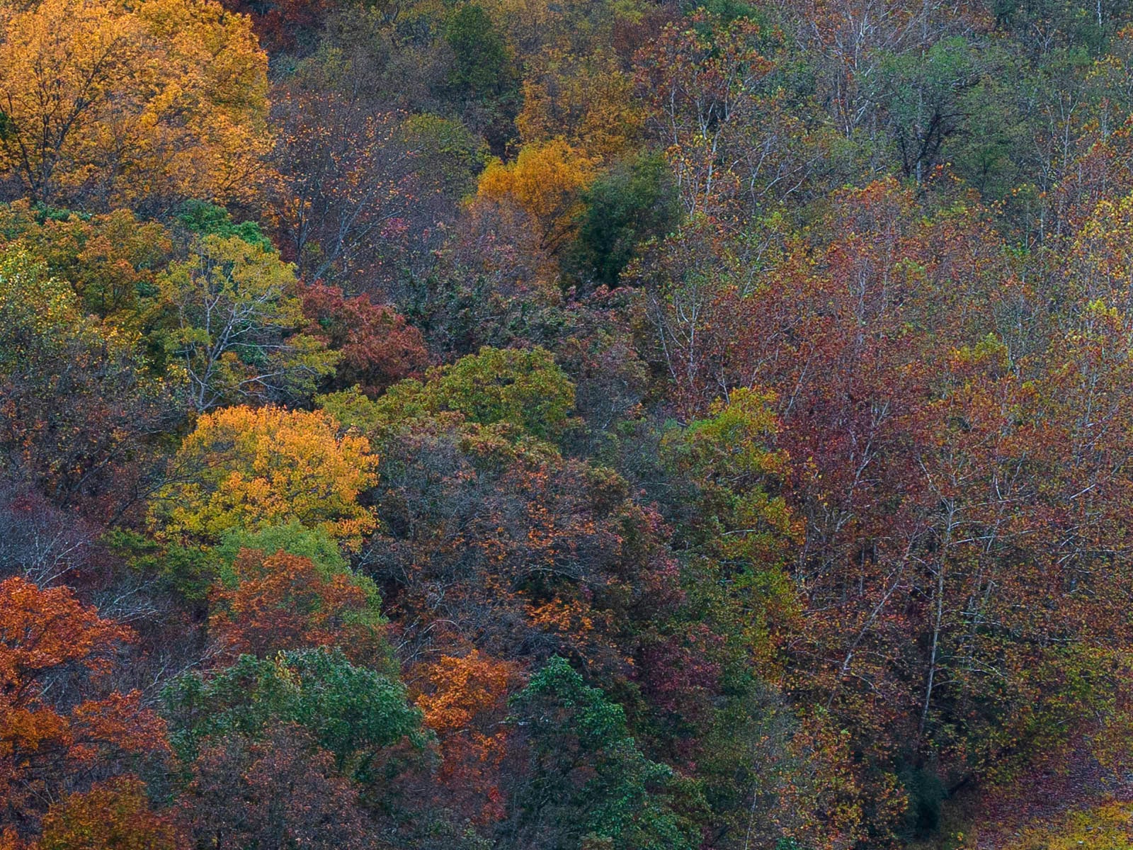 A dense forest with trees in vibrant autumn colors, including shades of red, orange, yellow, and green, covering the landscape.