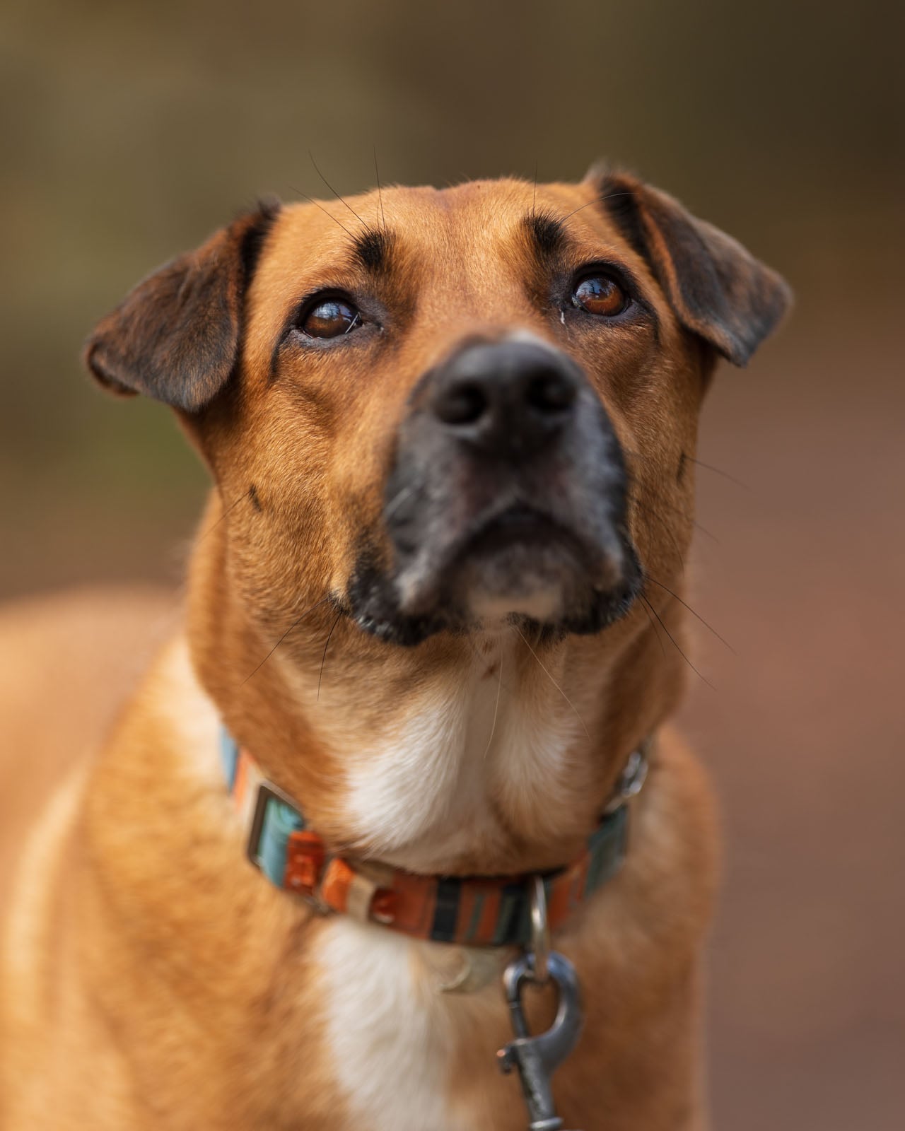 A brown dog with black markings on its face and a striped collar looks up attentively, with a blurred, neutral background.