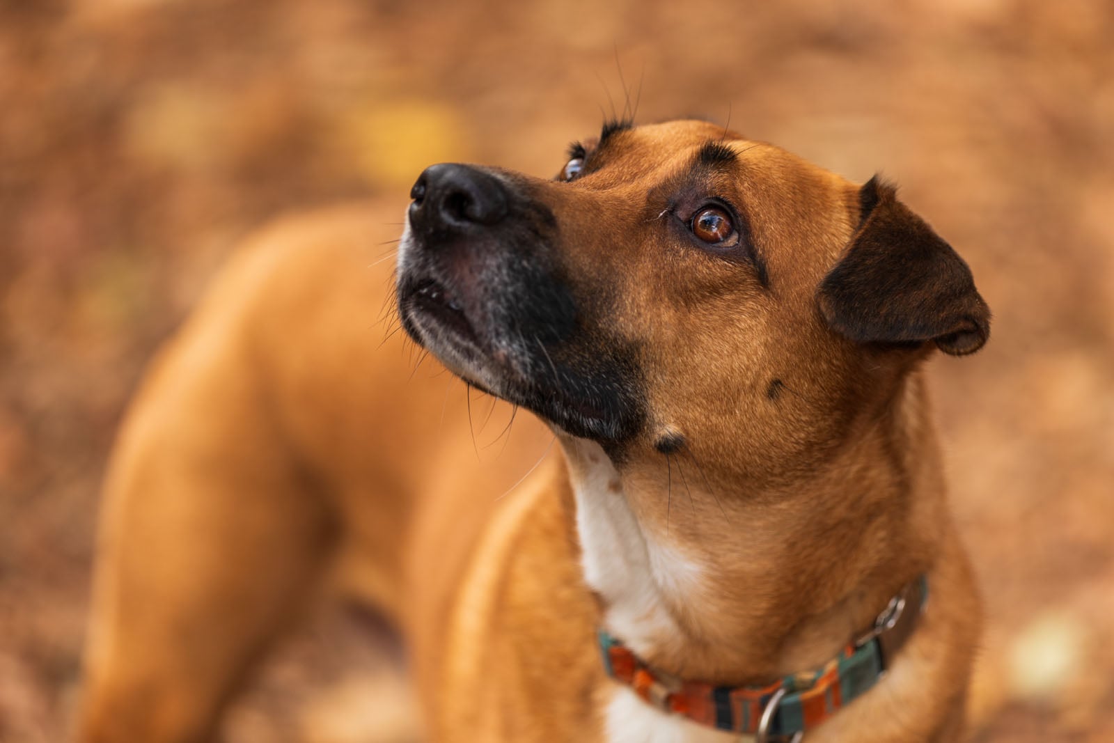 A brown dog with a white chest and colorful collar looks up with alert, expressive eyes. The background is blurred with warm earth tones, suggesting an outdoor setting.