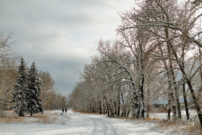 A snow-covered path lined with bare trees and evergreens, two people walking in the distance, under a cloudy winter sky.