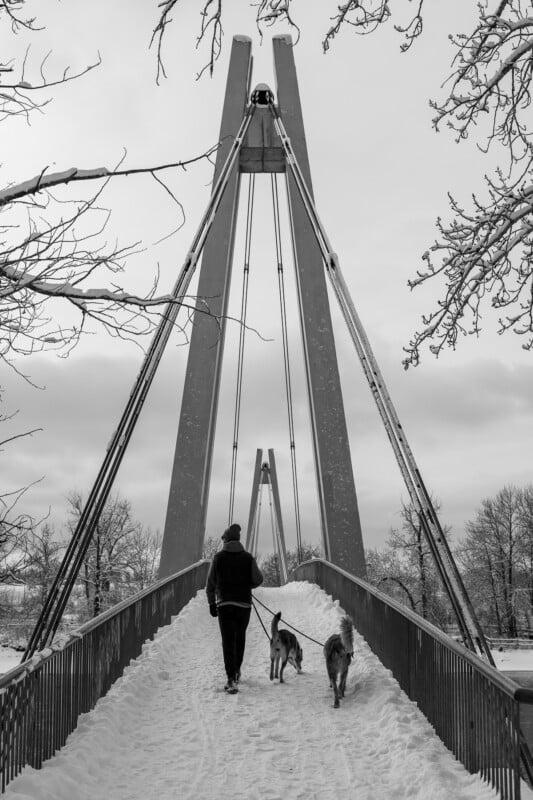 A person walks two dogs on a snow-covered pedestrian bridge, surrounded by leafless trees on a winter day. The image is in black and white, capturing a peaceful, cold atmosphere.