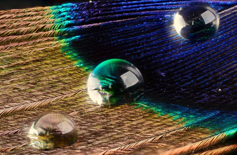 Close-up of water droplets resting on a colorful peacock feather, showing the intricate patterns and vibrant shades of blue, green, and gold. The droplets magnify and reflect the feather’s texture and colors.