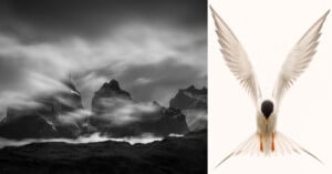 A black and white photo of jagged mountains with swirling clouds on the left; on the right, a white bird with outstretched wings and a black head faces forward against a plain background.