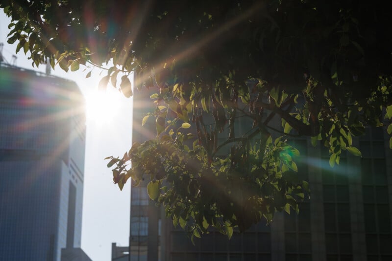 Sunlight shines through the leaves of a tree, creating lens flare, with tall city buildings blurred in the background.