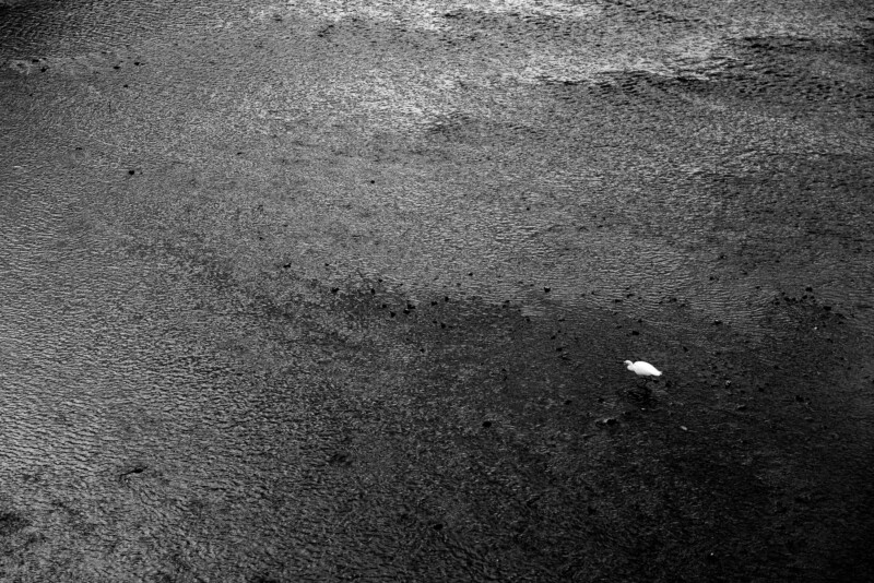 A single white bird stands alone on a vast, textured, muddy surface in black and white, highlighting its isolation and the expanse of the landscape.