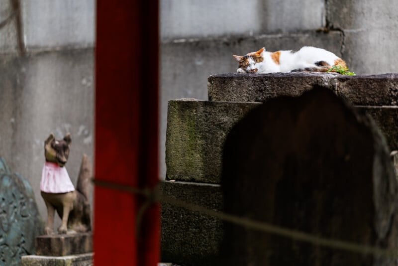 A calico cat lies on stone steps in a quiet outdoor area, with a stone statue of a fox in the background and a red structure partially visible in the foreground.