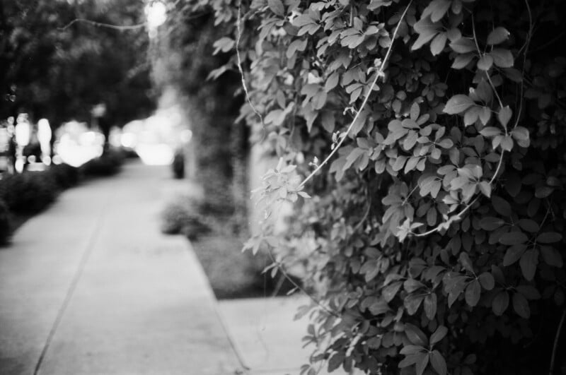 A black-and-white photo of leafy vines growing along a wall beside an empty sidewalk, with trees and bushes in the background. The image has a shallow depth of field, blurring the sidewalk and background.