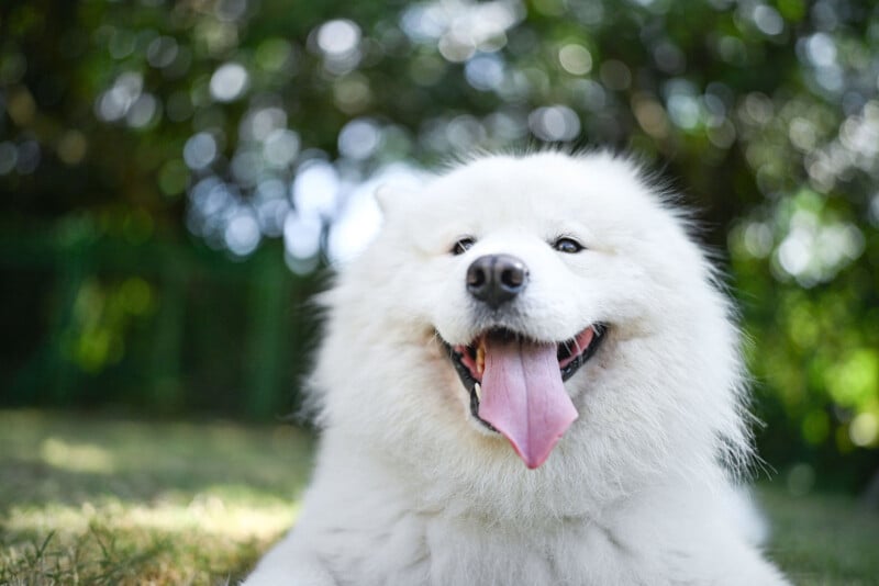 A fluffy white dog with its mouth open and tongue out, lying on grass outdoors with green trees blurred in the background.