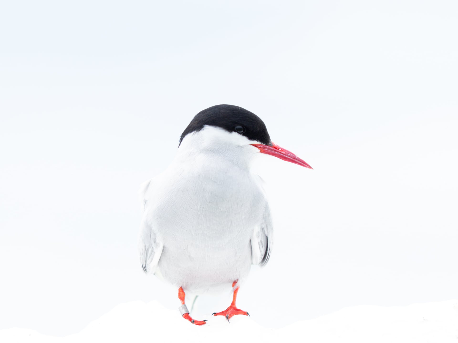 A white bird with a black cap, red beak, and red legs stands on a snowy surface against a white background.