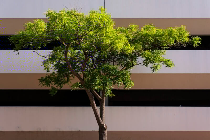 A green-leaved tree stands in front of a beige and white building with horizontal black slats, casting a shadow on the wall behind it.