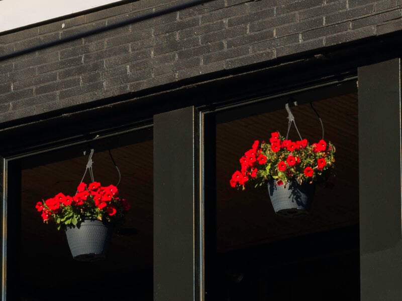 Two hanging baskets filled with bright red flowers are suspended in front of tall, black-framed windows against a dark brick wall. Sunlight highlights the vibrant blooms.
