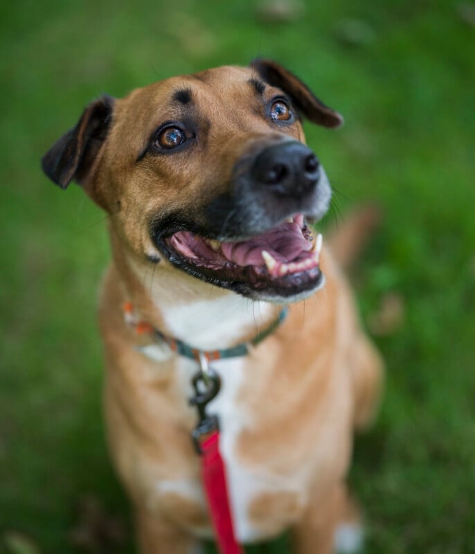 A happy brown dog with a white chest and a red leash looks up with its mouth open, sitting on green grass.
