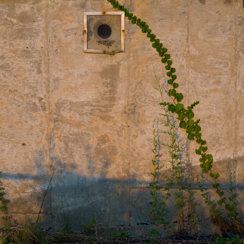 A concrete wall with a metal vent near the top left. A vine with green leaves climbs from the ground, curving upward toward the vent. Tall weeds grow at the base of the wall, lit by warm sunlight.