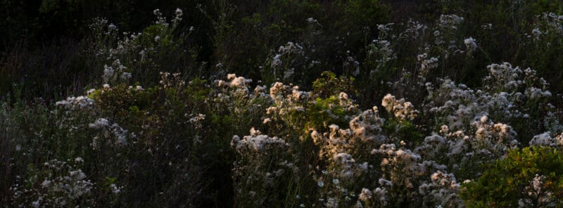 Dense bushes covered in clusters of white wildflowers are illuminated by patches of sunlight, creating a soft glow amid the surrounding dark green foliage.