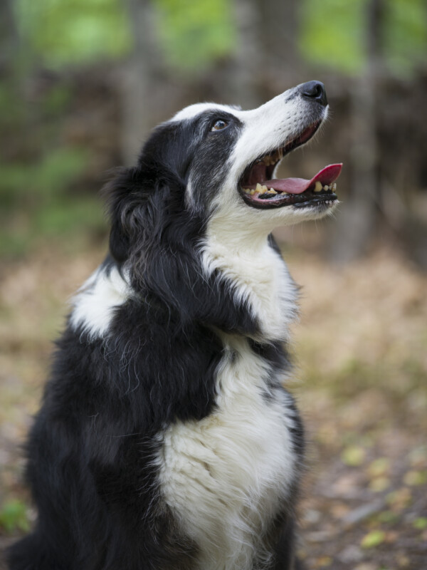 A black and white dog with long fur sits outdoors, looking up with its mouth open and tongue slightly out. The background is blurred trees and foliage.