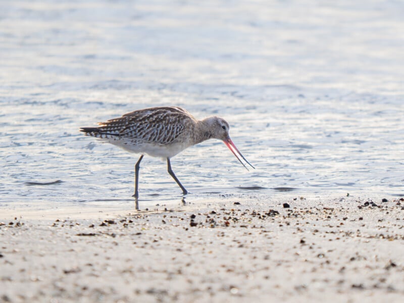 A sandpiper with brown and white plumage walks along the shoreline, its beak open, near shallow water on a sandy beach.