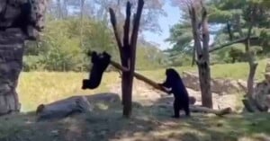 Two black bears are playing on a seesaw made from a fallen tree; one bear is pushing the log up while the other is lifted into the air. Trees and rocks are visible in the background on a sunny day.