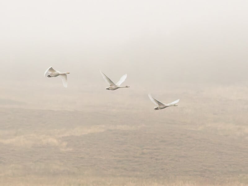 Three swans fly in formation over a misty, grassy landscape, with fog obscuring the background and creating a soft, tranquil atmosphere.