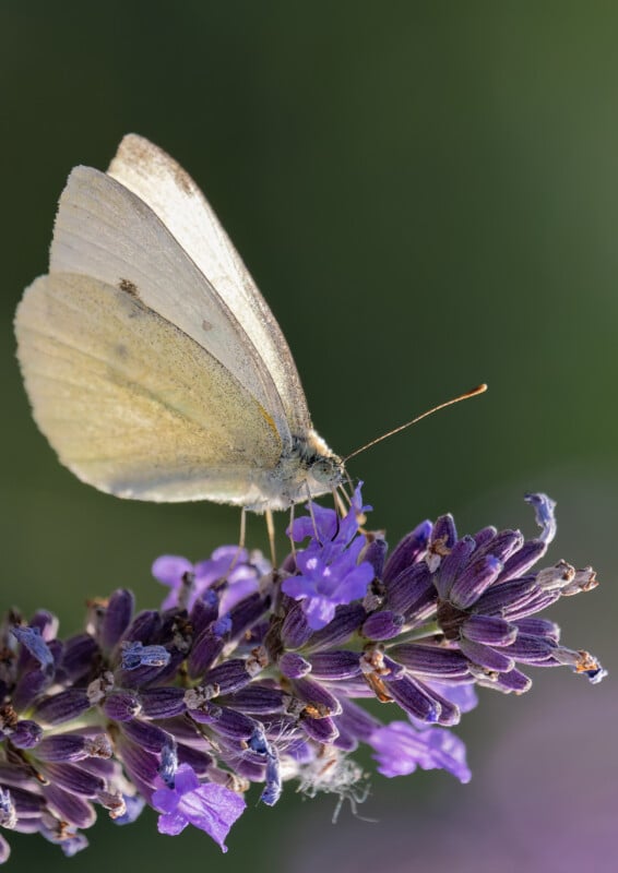 A pale yellow butterfly perched on a cluster of purple flowers, sipping nectar, with a blurred green background.