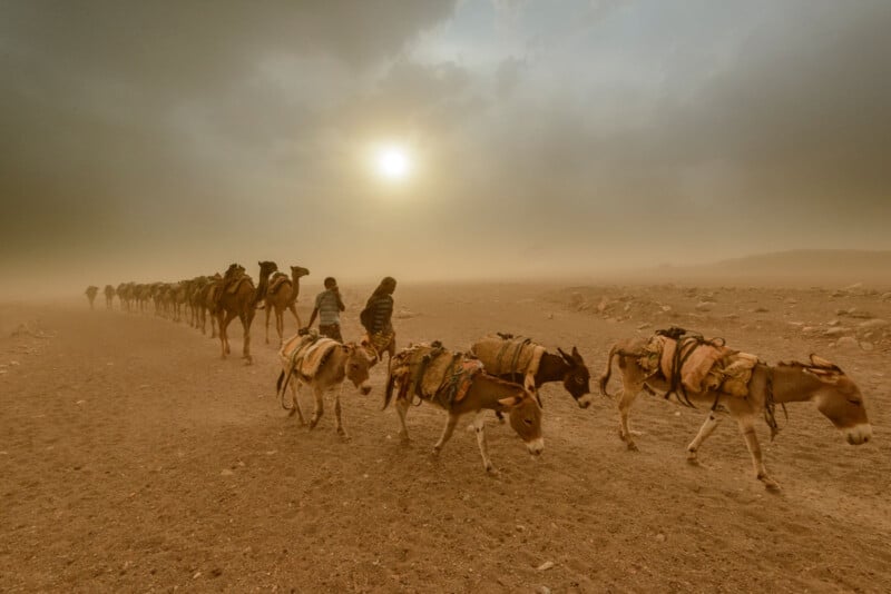 A caravan of donkeys carrying packs walks through a dusty, barren landscape at sunset. Several people accompany the animals as the sun shines dimly through a hazy, cloud-filled sky.