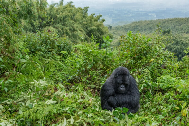 A large gorilla sits among dense green foliage in a mountainous, forested landscape, with misty hills visible in the background.