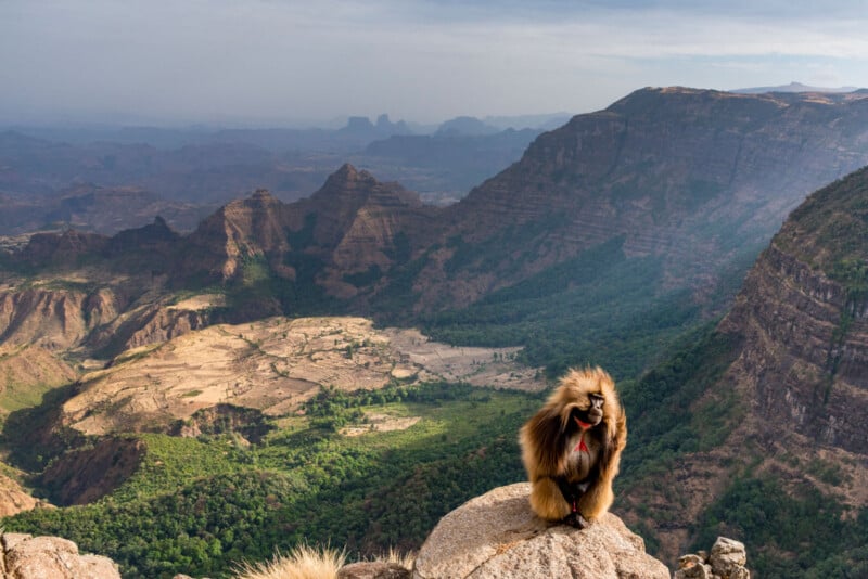 A gelada baboon sits on a rocky ledge overlooking the dramatic green valleys and rugged cliffs of the Simien Mountains in Ethiopia under a partly cloudy sky.