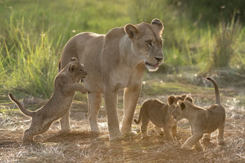 A lioness stands on sunlit grass as three playful lion cubs surround her, with one cub reaching up toward her side and the others interacting nearby.