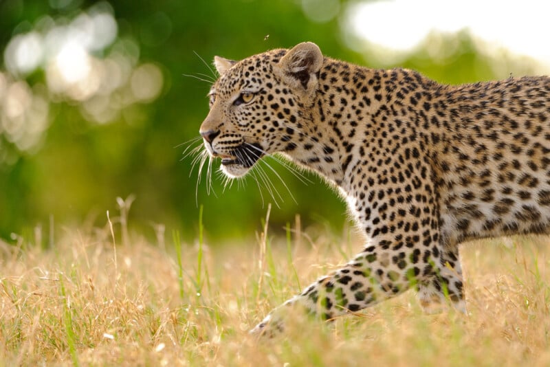 A leopard with a spotted coat walks through tall grass, its head turned slightly to the side and mouth slightly open. The background is blurred green foliage, suggesting a natural outdoor setting.