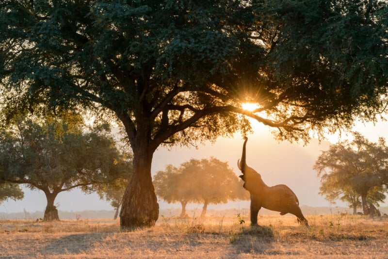An elephant stands on its hind legs, reaching up with its trunk to eat leaves from a tall tree at sunrise in a sunlit savanna.