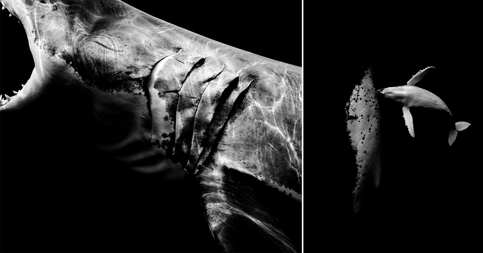 A black and white split image: on the left, a shark with deep claw marks on its side; on the right, a small whale seen from above, swimming in dark water.