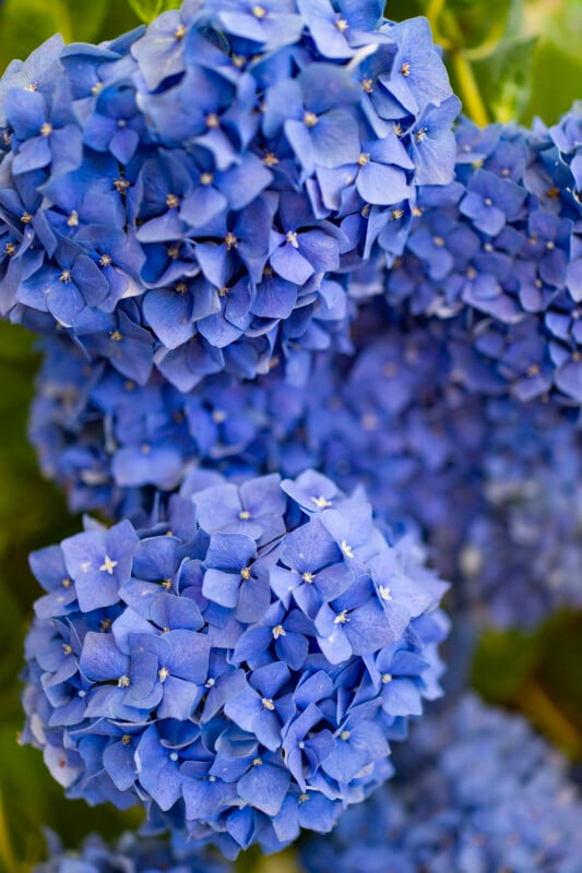Close-up of vibrant blue hydrangea flowers in full bloom, with clusters of delicate petals and green foliage in the background.