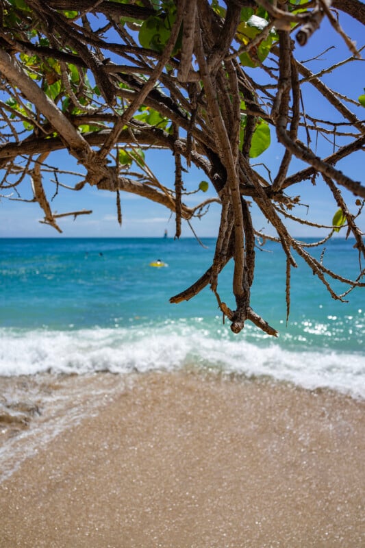 Tree branches with green leaves hang over a sandy beach, with turquoise waves gently crashing ashore and a clear blue sky in the background.