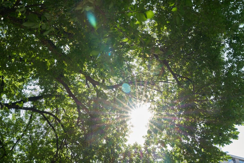 Sunlight shines through the green leaves of a tree, creating a lens flare and bright rays. The branches and foliage fill the image, suggesting a sunny and vibrant day.