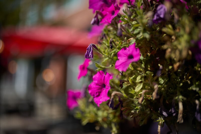 A close-up of vibrant purple petunias in bloom, with some wilted flowers among them. The background is blurred, featuring soft red and green tones, suggesting an outdoor setting with sunlight.
