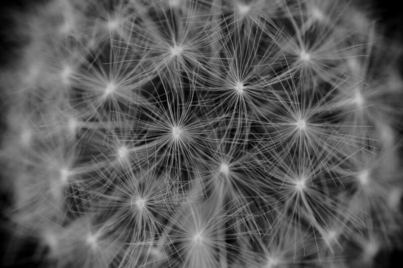 Close-up of a dandelion seed head in black and white, showing delicate, radiating seeds with fine, thin filaments creating a soft, intricate pattern against a dark background.