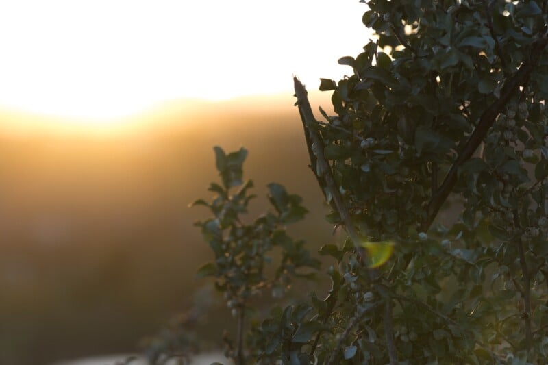 A close-up of leafy branches in the foreground with a soft, golden sunset and blurred background, creating a warm and tranquil atmosphere.