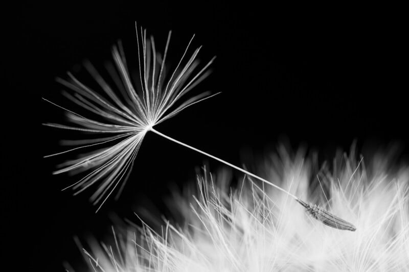 A close-up, black-and-white photo of a single dandelion seed attached to the fluffy seed head, set against a dark background.