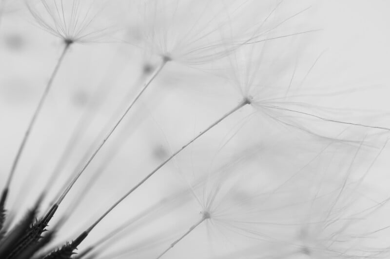 Close-up, black-and-white image of delicate dandelion seeds with fine, feathery structures radiating outward, set against a soft, light background.