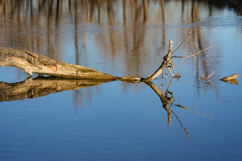 A weathered tree trunk and branches lie partially submerged in calm blue water, casting a clear reflection. In the background, tall trees and their reflections blur along the shoreline.