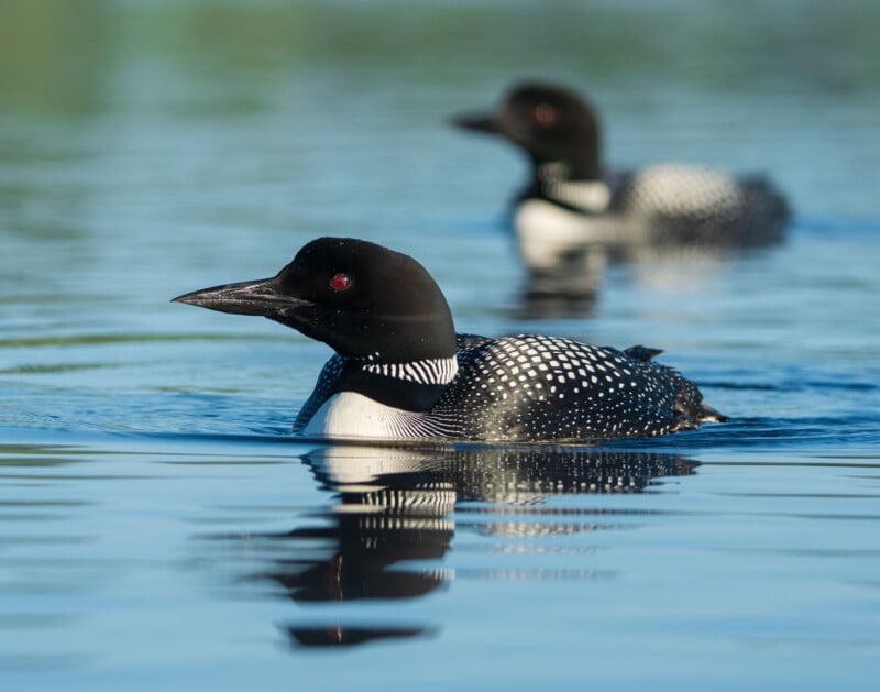 Two common loons with black heads, red eyes, and white-spotted black bodies swim on calm blue water, with one loon in focus in the foreground and the other blurred in the background.
