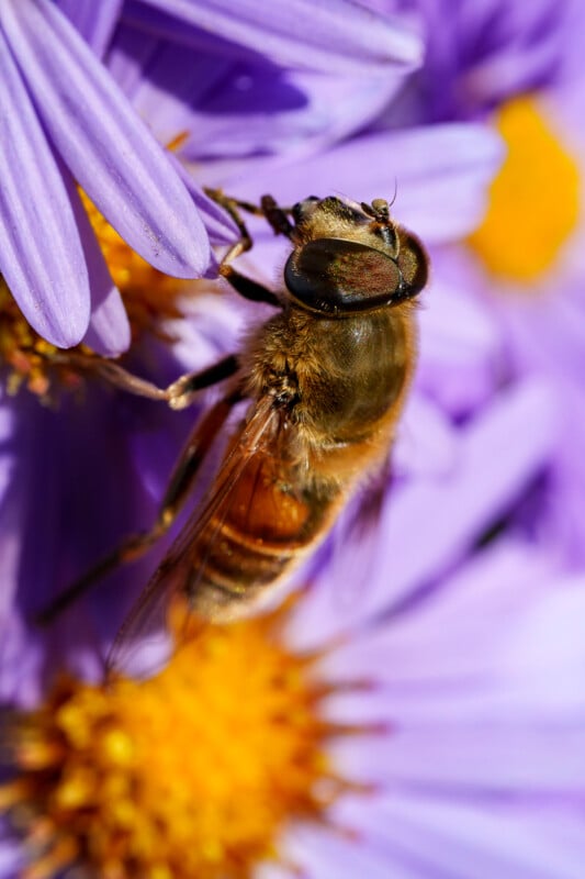 A close-up of a bee collecting pollen from vibrant purple flowers with yellow centers, highlighting the bee's detailed wings and fuzzy body.