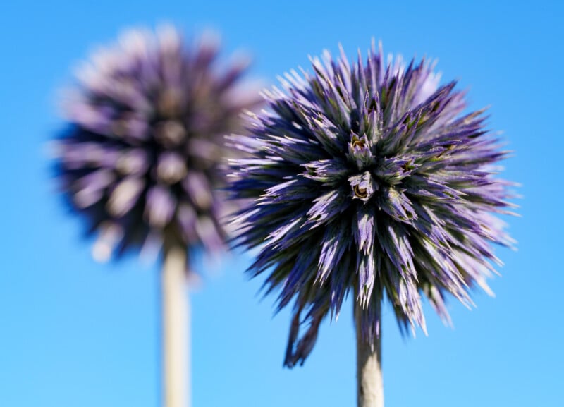 Close-up of a spiky, spherical purple flower in sharp focus with another similar flower blurred in the background, both against a clear blue sky.