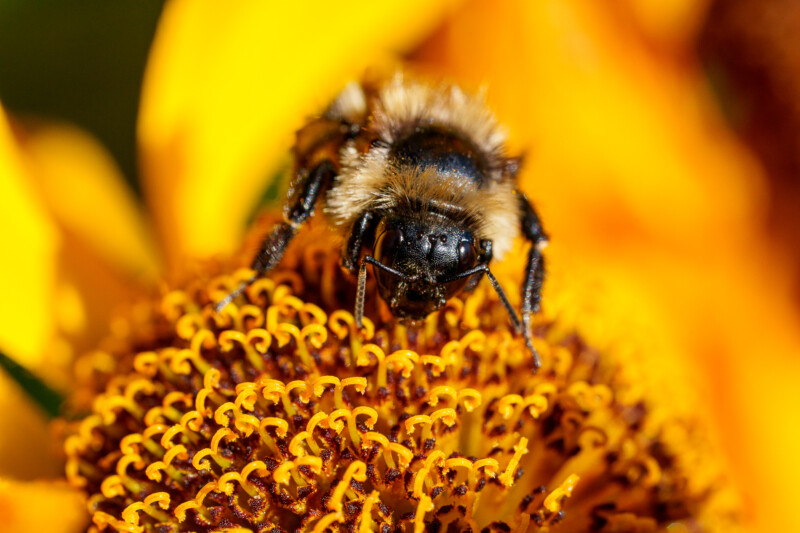 A close-up image of a bee collecting nectar on the vibrant yellow and orange center of a sunflower, showing fine details of the bee’s fuzzy body and the flower’s textured surface.