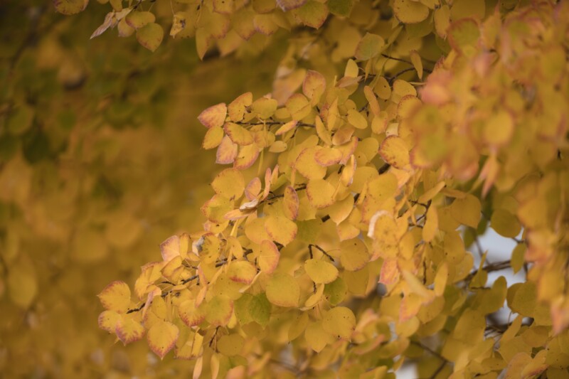 Branch covered in small, rounded yellow leaves with hints of orange and brown, suggesting autumn. The background is filled with more leaves, creating a soft, warm, and slightly blurred effect.