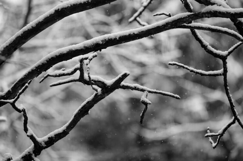 Snow-covered tree branches in sharp focus stretch across the foreground, while a soft, blurred background of more snowy branches creates a wintry, peaceful scene. Snowflakes gently fall throughout the monochrome image.