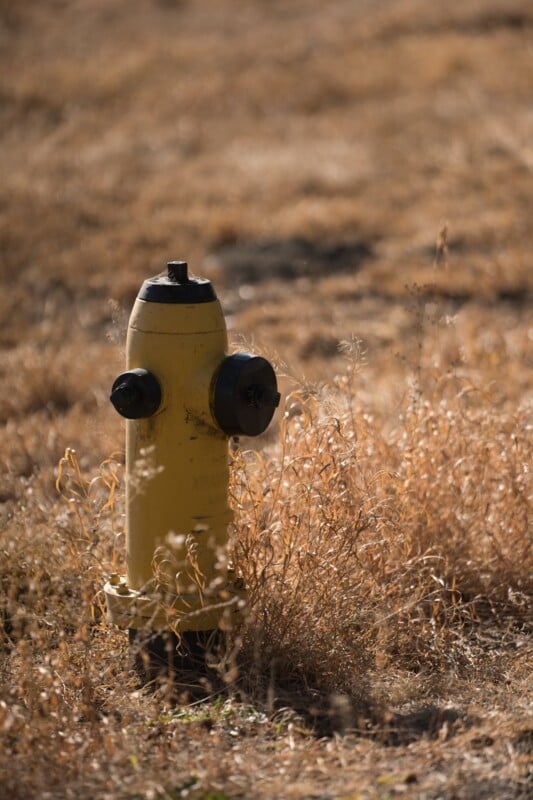 A yellow fire hydrant stands surrounded by dry, brown grass under bright sunlight, set in an open, arid outdoor area.