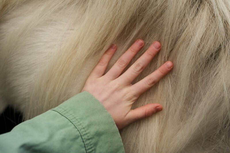 A hand with pale skin and a green sleeve gently rests on the long, creamy white fur of an animal, possibly a horse.